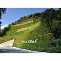 广东植被建设 