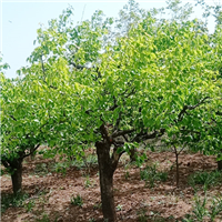 专业种植梨树产脆甜梨子新鲜 