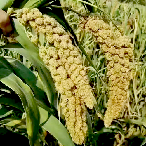超多好处防高血压等天然种植黄小米 