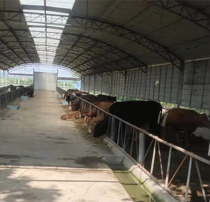 散养农家牛生态牛精品牛肉 