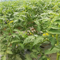 专业种植西红柿农产品健康