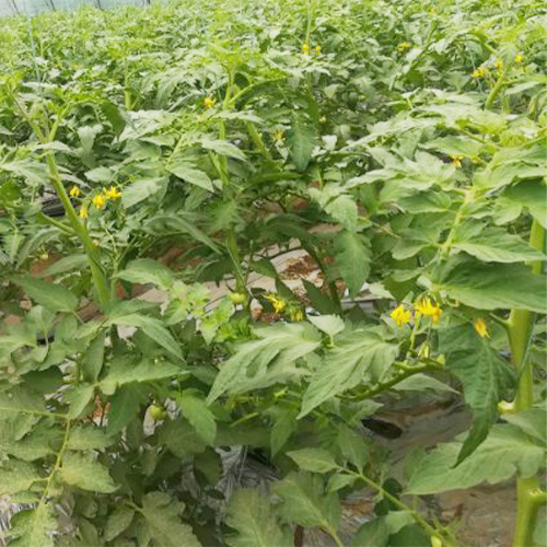 专业种植西红柿农产品健康 