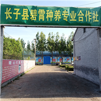 生态种养殖绿色农产品 
