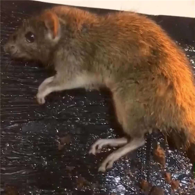 苏州灭老鼠
