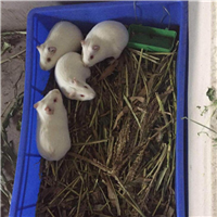 广州实验豚鼠