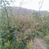 生态种植绿色天然营养健康花椒