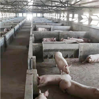 实惠健康放心好猪肉农家养殖