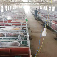 养殖肉猪实惠健康放心