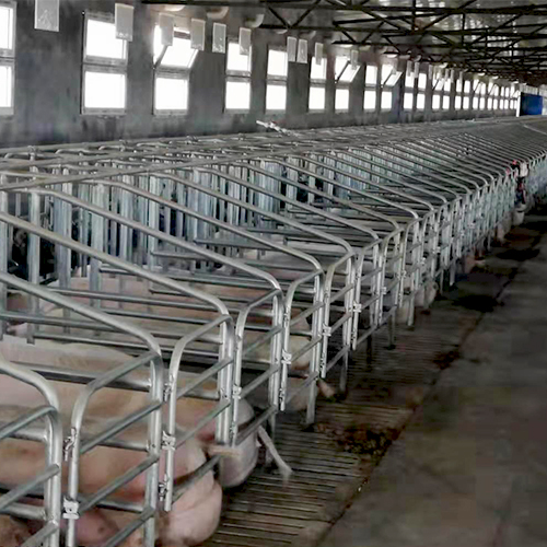 肉猪养殖生态健康