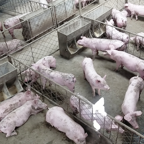 肉猪养殖生态健康绿色
