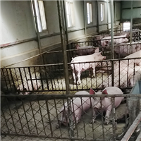 肉猪放心实惠农家自养健康