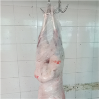 肉羊生态肉羊健康放心