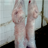 羊生态养殖肉羊