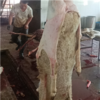 生态肉羊健康放心吃好肉