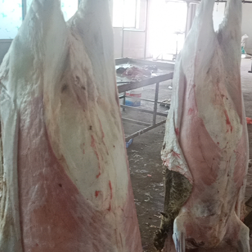 放心实惠吃好肉肉羊