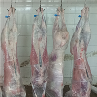养殖销售肉羊