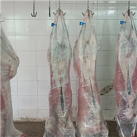 营养价值高大补肉羊健康