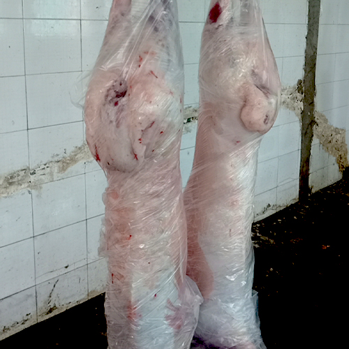 羊生态养殖肉羊