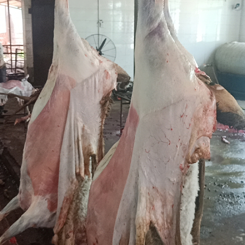 农家自养健康肉羊放心好肉