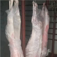 健康羊肉羊