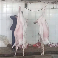 干净卫生健康营养高肥羊肉羊