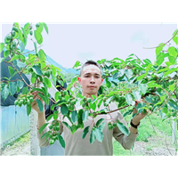 湖南奇异莓