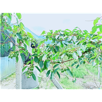 湖北奇异莓