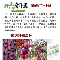 江西奇异莓
