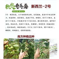 云南软枣猕猴桃
