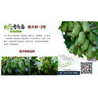 云南奇异莓