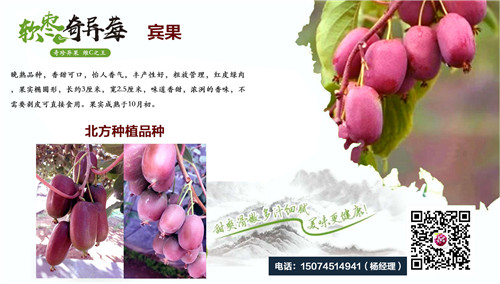 福建奇异莓