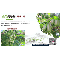 江西奇异莓