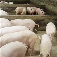 农家生态养殖肉猪