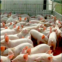 肉猪放心实惠农家自养健康