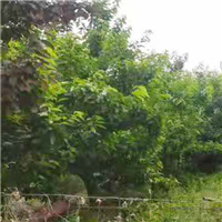 健康绿色种植樱桃
