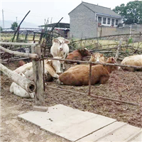 生态养殖肉牛放心健康
