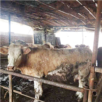 正规生态养殖肉牛