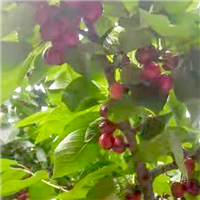 颗粒饱满多汁樱桃