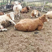 正规养殖纯种健康放心肉牛