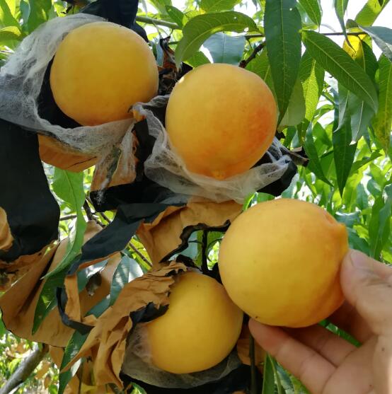 湖南黄桃
