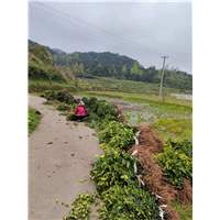 湖南甘平柑橘苗