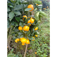 湖南锦蜜冰糖橙