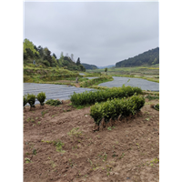 湖南黄美人苗
