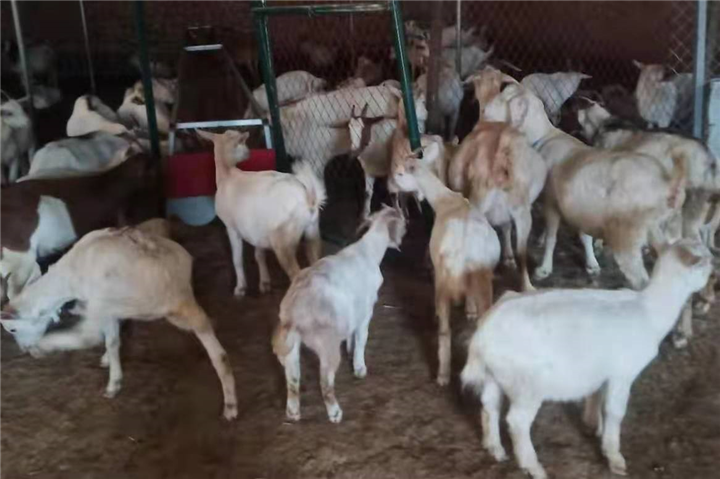 放心肉健康肉干净实惠肉羊