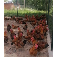 散养新鲜鸡肉