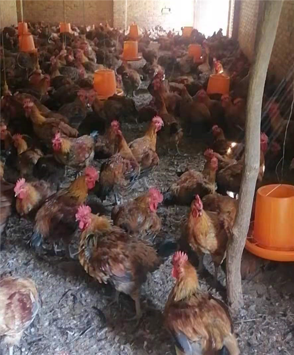 农家自养健康肉鸡