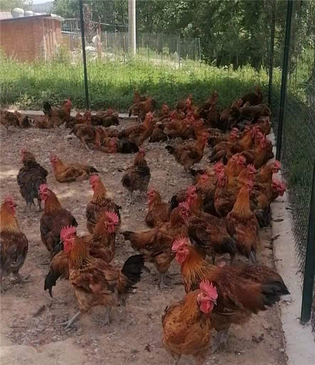 纯生态土鸡蛋