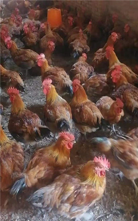 纯生态新鲜肉鸡