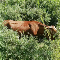 细心养殖天然放心生态肉牛
