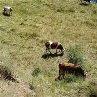 生态自然健康养殖肉牛